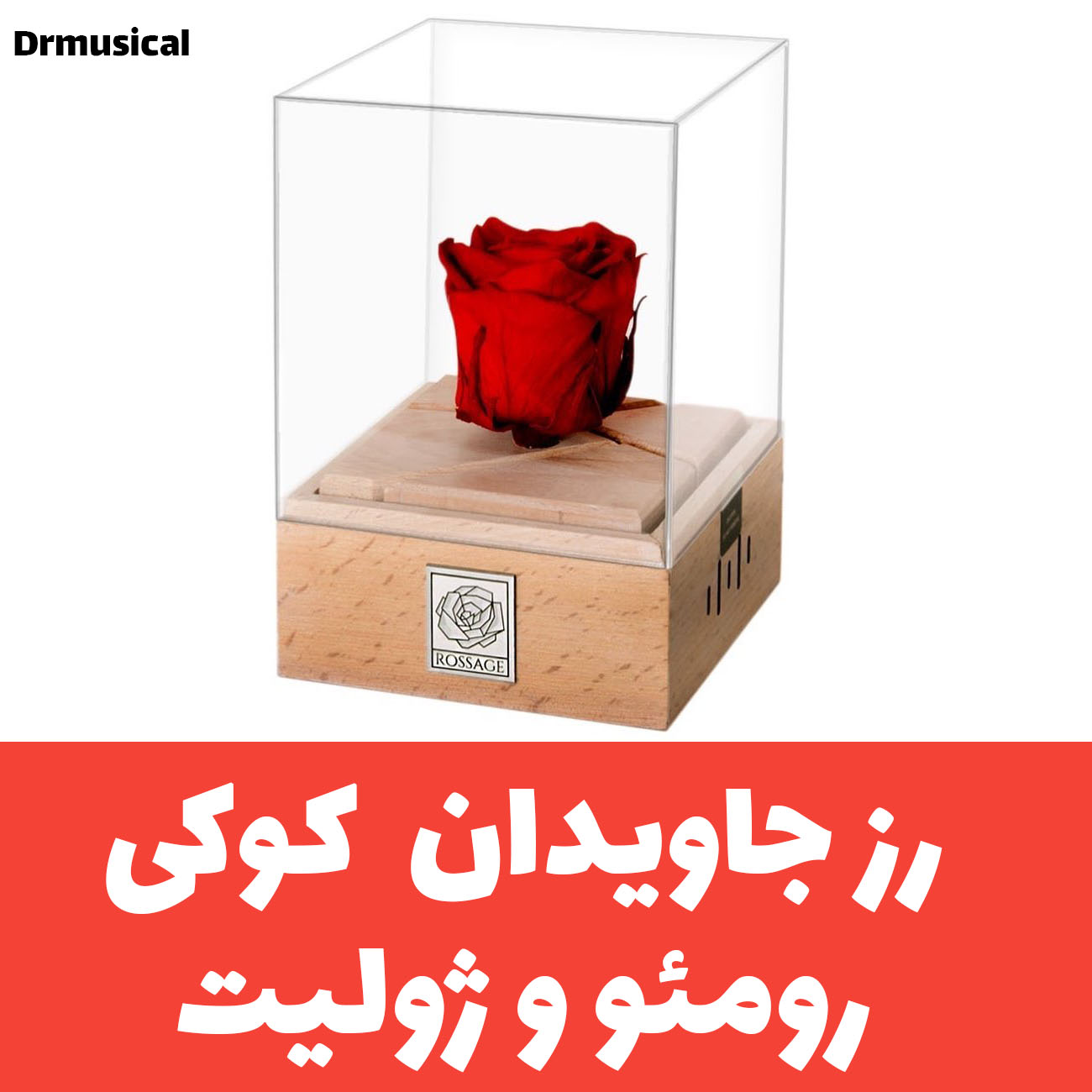 گل رز جاودان روزیج rossage ملودی عاشقانه رومئو و ژولیت با ماندگاری ۷ سال